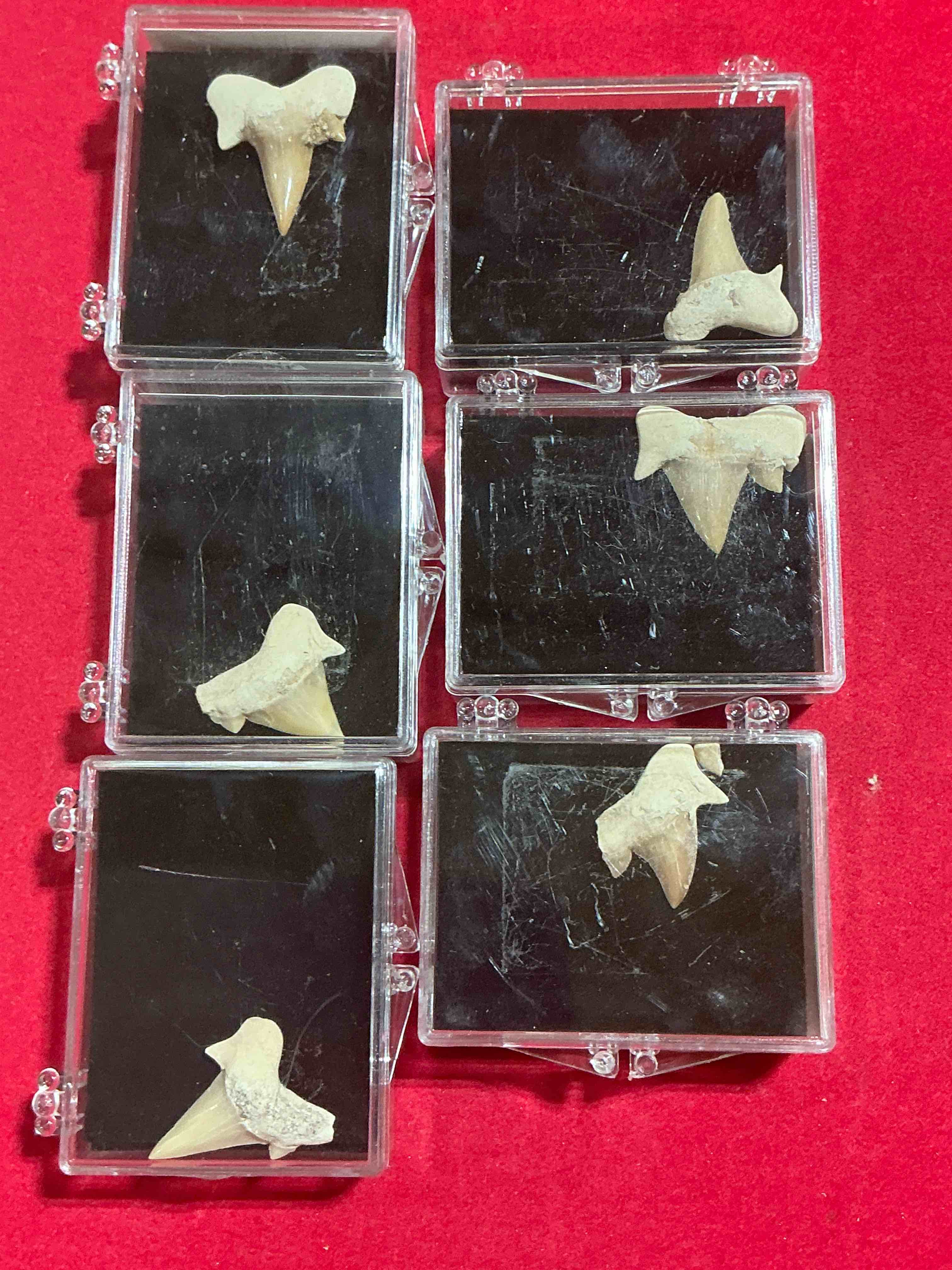 fossil mania! genuine fossils in display cases spanning millions of years! cases have great info placard on back! a great variety of authentic fossils including million year old shark teeth & so much more! your chance to own genuine artifacts from millions of years ago!