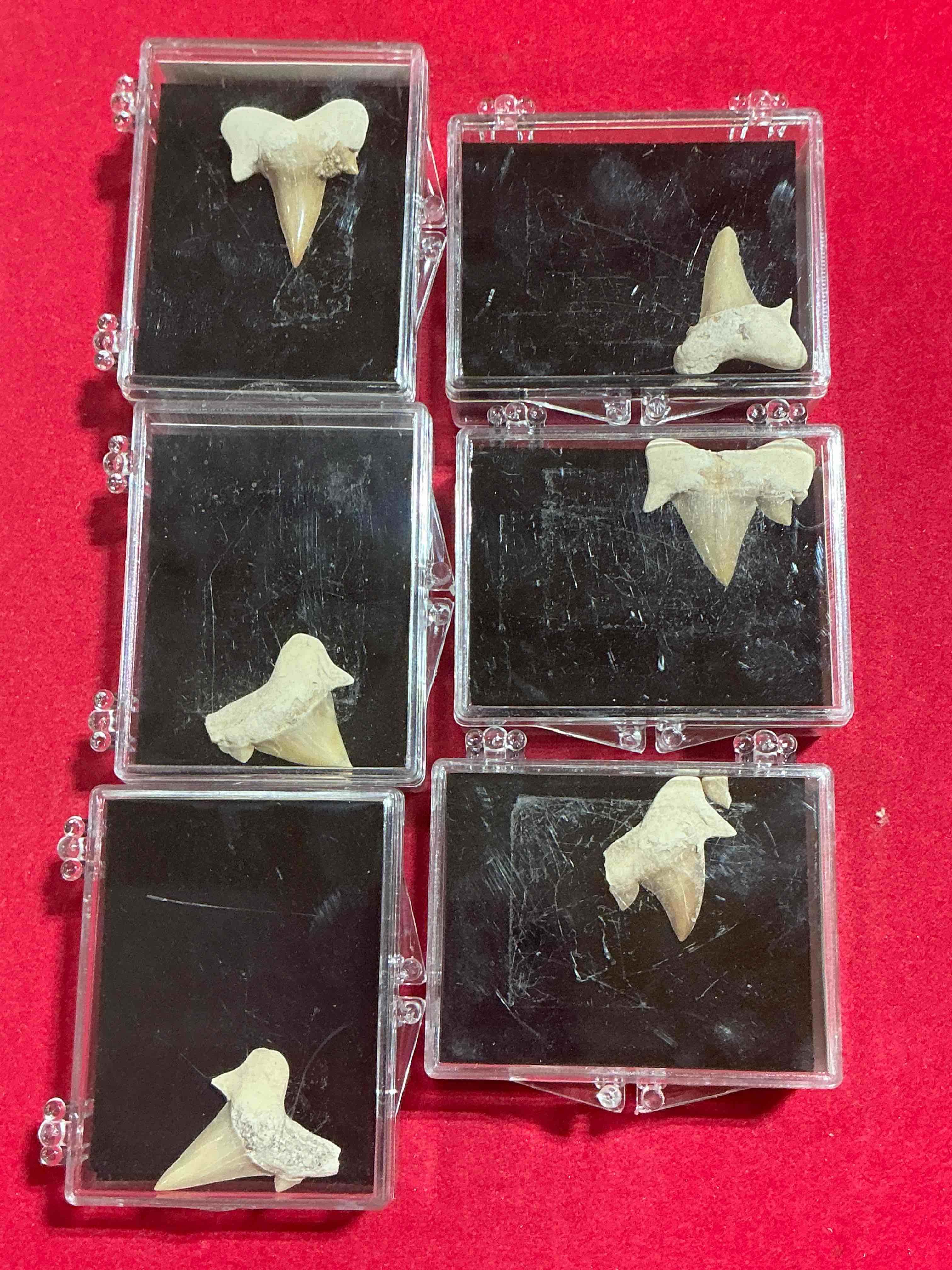 Condition photo showing Good Condition for fossil mania! genuine fossils in display cases spanning millions of years! cases have great info placard on back! a great variety of authentic fossils including million year old shark teeth & so much more! your chance to own genuine artifacts from millions of years ago!