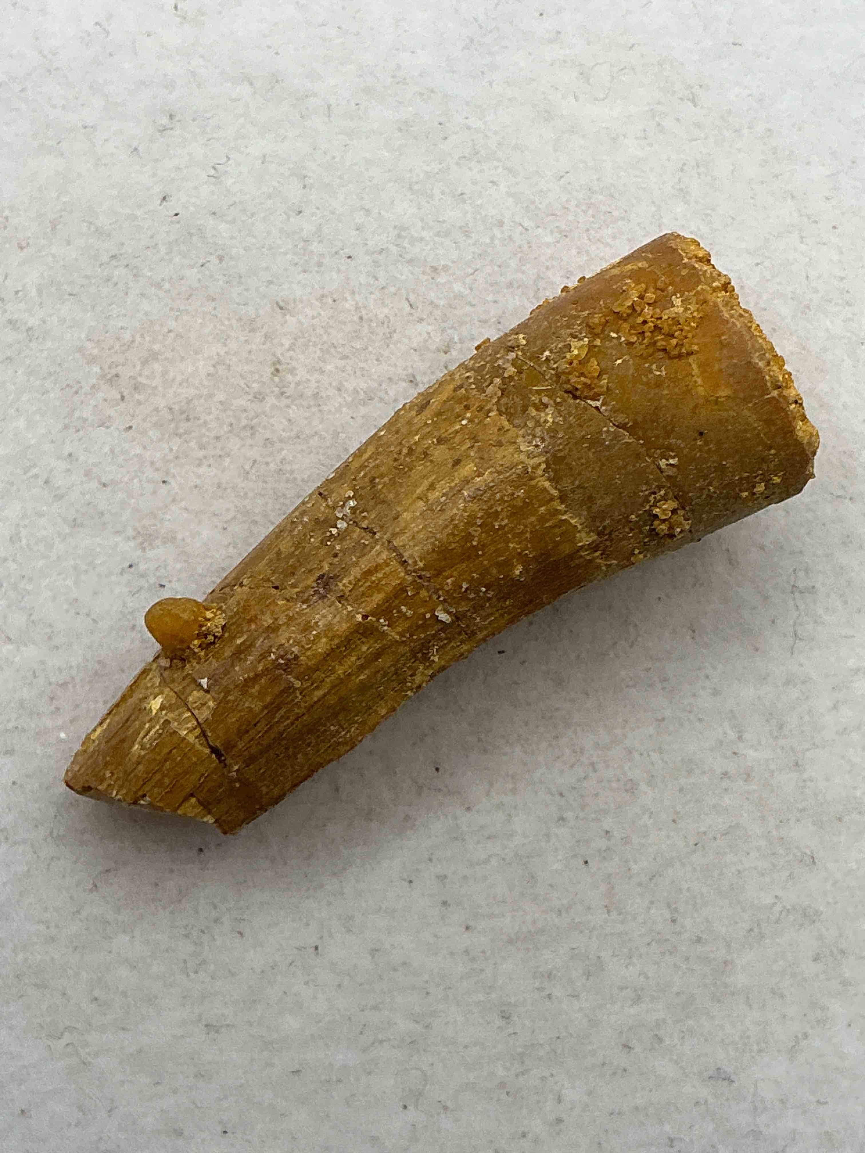 Spinosaurus Dinosaur Tooth, Genuine! Wow! Authentic Fossilized Spinosaurus Tooth! This Tooth Is From A Real, Fossilized Spinosaurs Dinosaur, From The Cretaceous Period (Living 112-97 Million Years Ago!). Tooth Was Dug From A Fossil Site In The Kem Kem Region Of Eastern Morocco. Spinosaurus Was Larger Than T Rex & Was Likely The Largest Land Dwelling Meat-Eating Dinosaur Ever. It Is Estimated To Have Been Up To 49 Feet In Length & Weighed Seven To Twenty Tons! It Had Distinctive Spines On It's Back Up To Five Feet Long! Tooth Comes With Cool Display Case! Own A Real, Rare Fossilized Dinosaur Tooth!