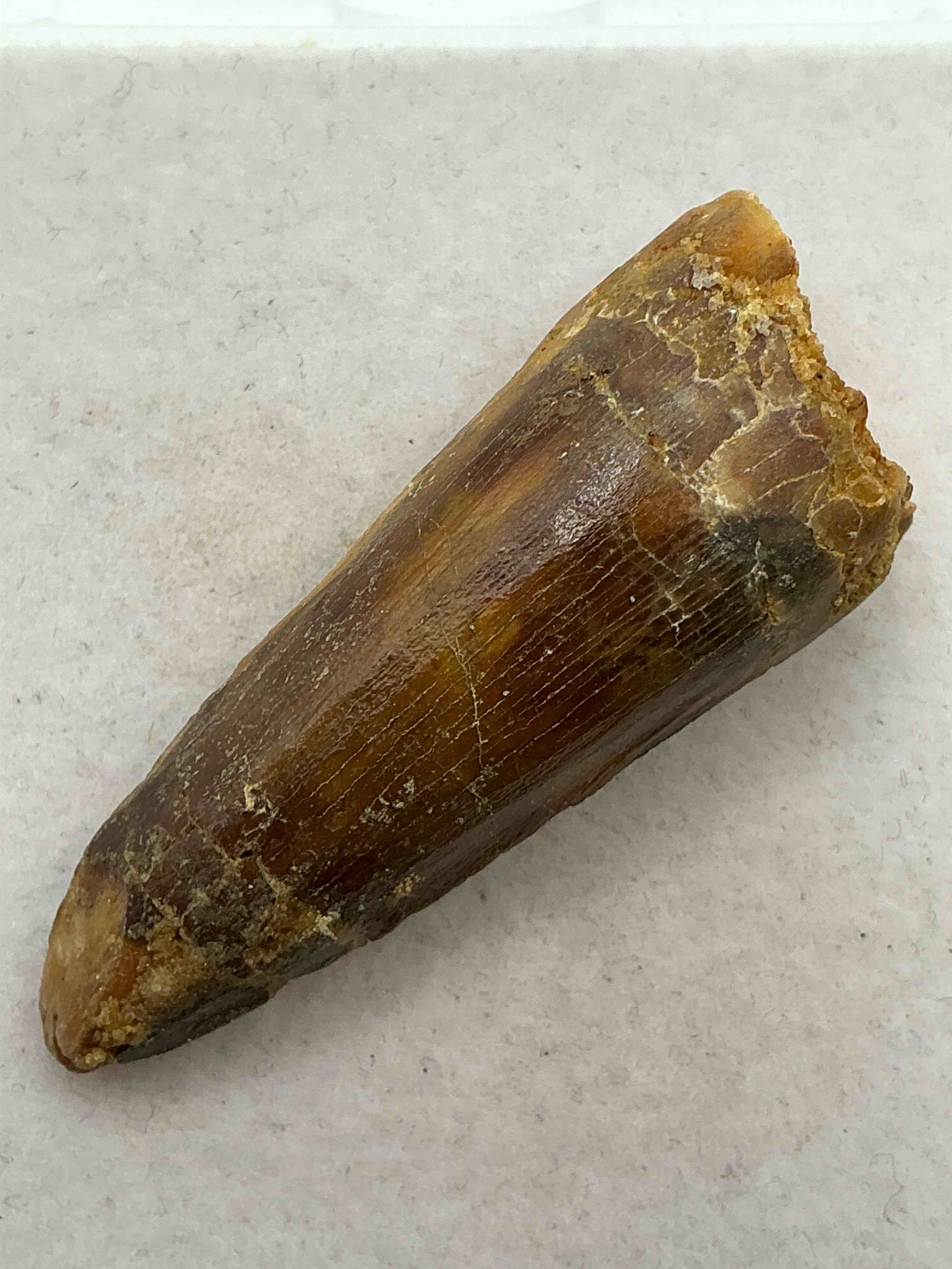 spinosaurus dinosaur tooth, genuine! wow! authentic fossilized spinosaurus tooth! this tooth is from a real, fossilized spinosaurs dinosaur, from the cretaceous period (living 112-97 million years ago!). tooth was dug from a fossil site in the kem kem region of eastern morocco. spinosaurus was larger than t rex & was likely the largest land dwelling meat-eating dinosaur ever. it is estimated to have been up to 49 feet in length & weighed seven to twenty tons! it had distinctive spines on it's back up to five feet long! tooth comes with cool display case! own a real, rare fossilized dinosaur tooth!