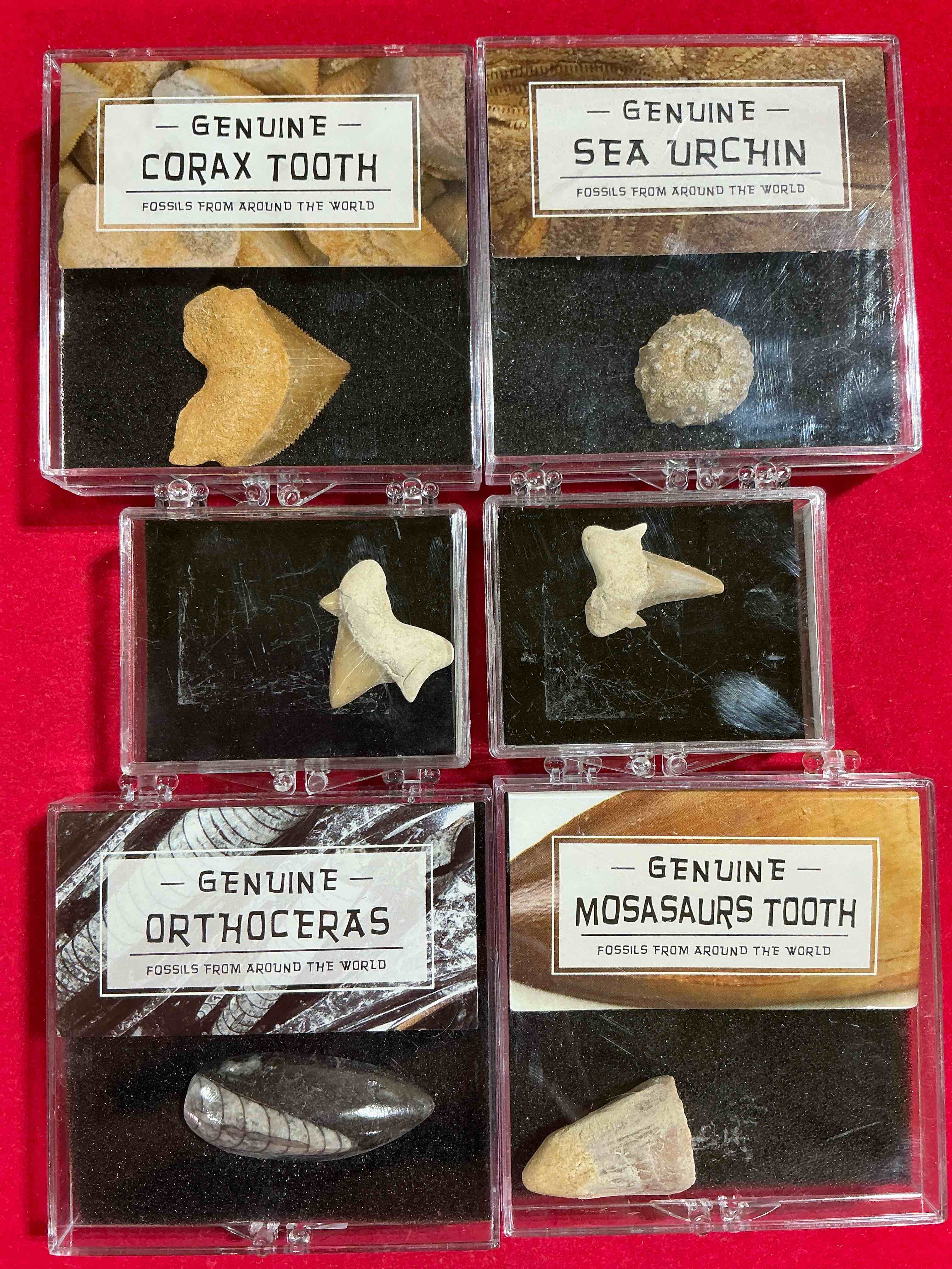 fossil mania! genuine fossils in display cases spanning millions of years! cases have great info placard on back! a great variety of authentic fossils including mosasaurs tooth, million year old shark teeth & so much more! your chance to own genuine artifacts from millions of years ago!