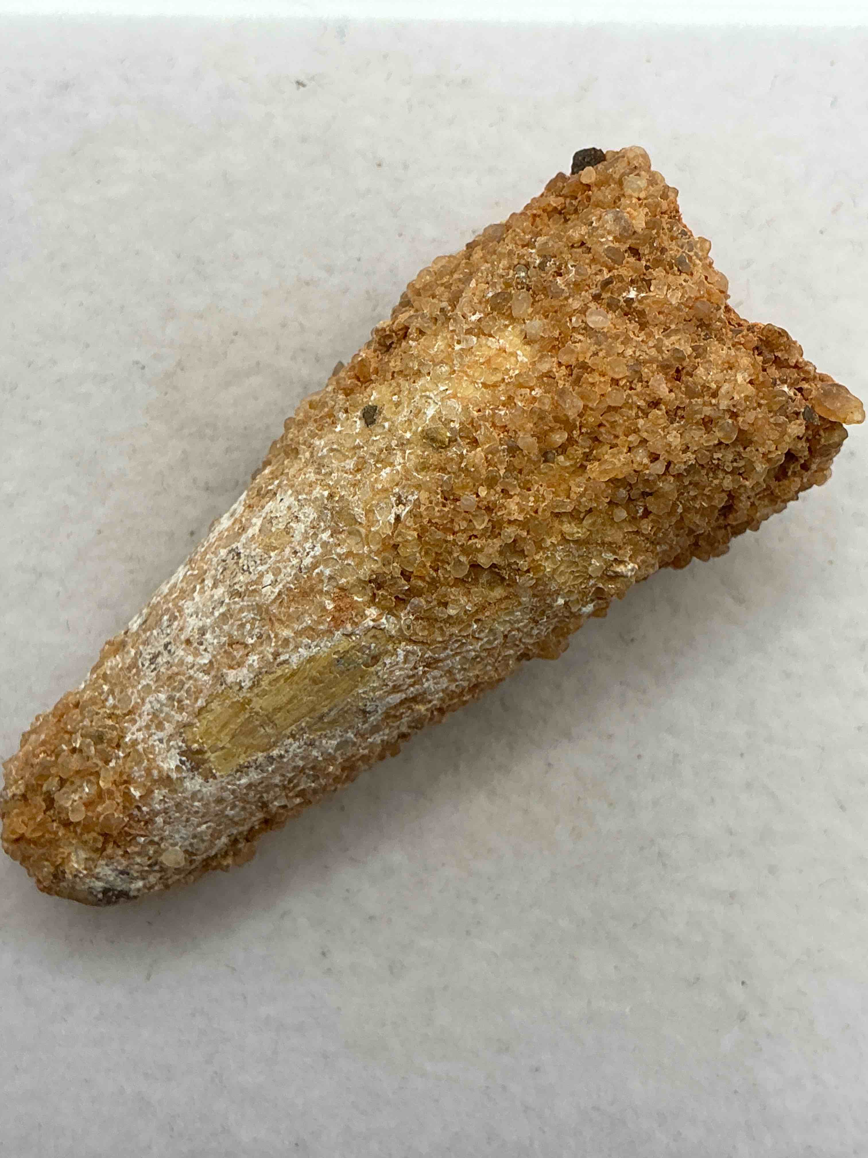 spinosaurus dinosaur tooth, genuine! wow! authentic fossilized spinosaurus tooth! this tooth is from a real, fossilized spinosaurs dinosaur, from the cretaceous period (living 112-97 million years ago!). tooth was dug from a fossil site in the kem kem region of eastern morocco. spinosaurus was larger than t rex & was likely the largest land dwelling meat-eating dinosaur ever. it is estimated to have been up to 49 feet in length & weighed seven to twenty tons! it had distinctive spines on it's back up to five feet long! tooth comes with cool display case! own a real, rare fossilized dinosaur tooth!