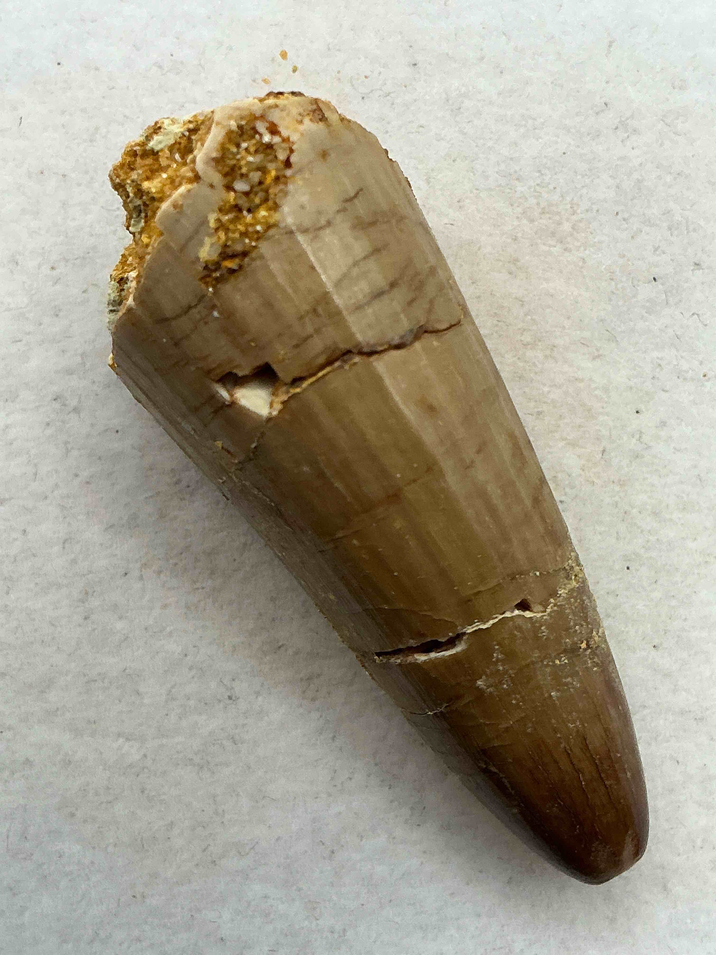 spinosaurus dinosaur tooth, genuine! wow! authentic fossilized spinosaurus tooth! this tooth is from a real, fossilized spinosaurs dinosaur, from the cretaceous period (living 112-97 million years ago!). tooth was dug from a fossil site in the kem kem region of eastern morocco. spinosaurus was larger than t rex & was likely the largest land dwelling meat-eating dinosaur ever. it is estimated to have been up to 49 feet in length & weighed seven to twenty tons! it had distinctive spines on it's back up to five feet long! tooth comes with cool display case! own a real, rare fossilized dinosaur tooth!