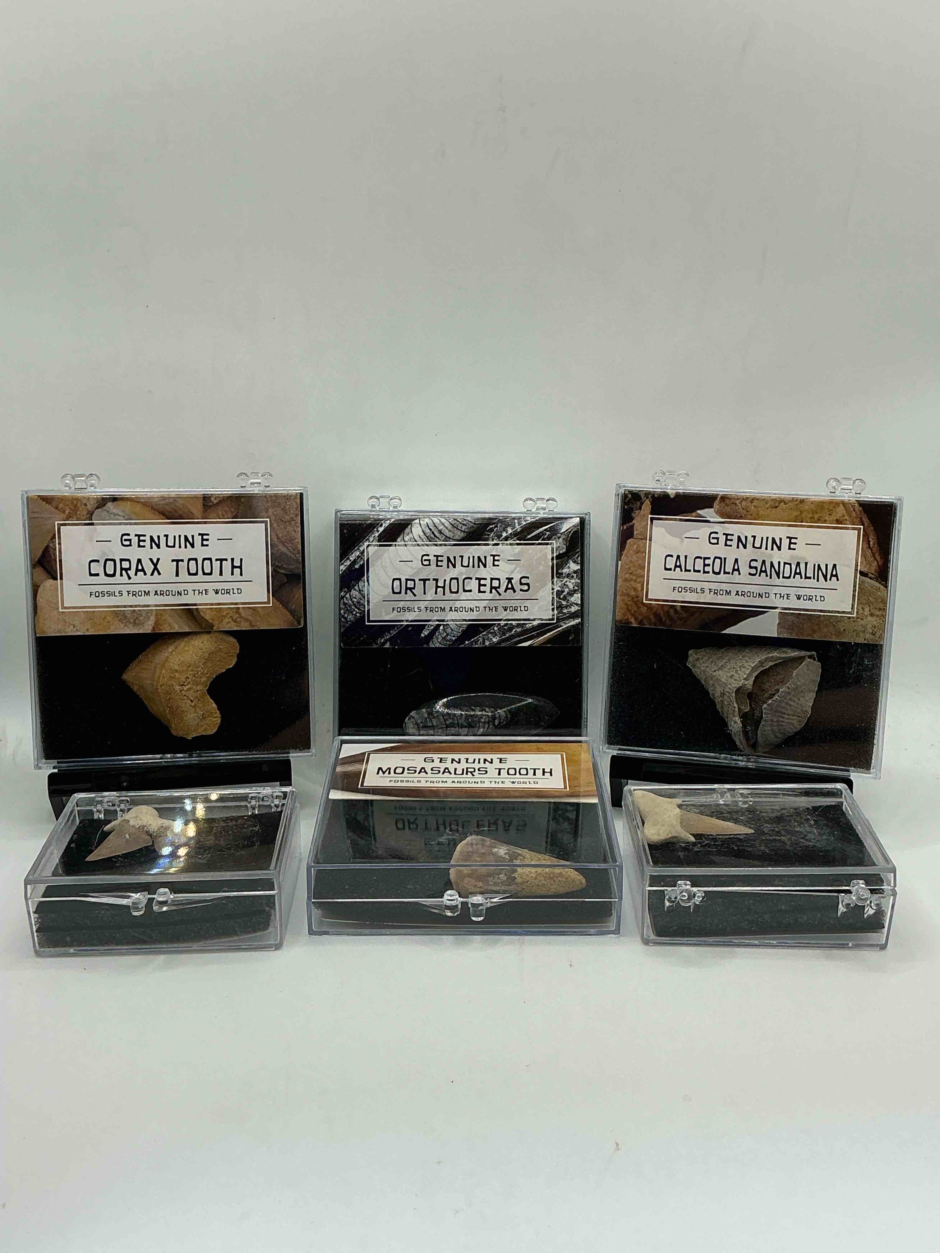 fossil mania! genuine fossils in display cases spanning millions of years! cases have great info placard on back! a great variety of authentic fossils including mosasaurs tooth, million year old shark teeth & so much more! your chance to own genuine artifacts from millions of years ago!