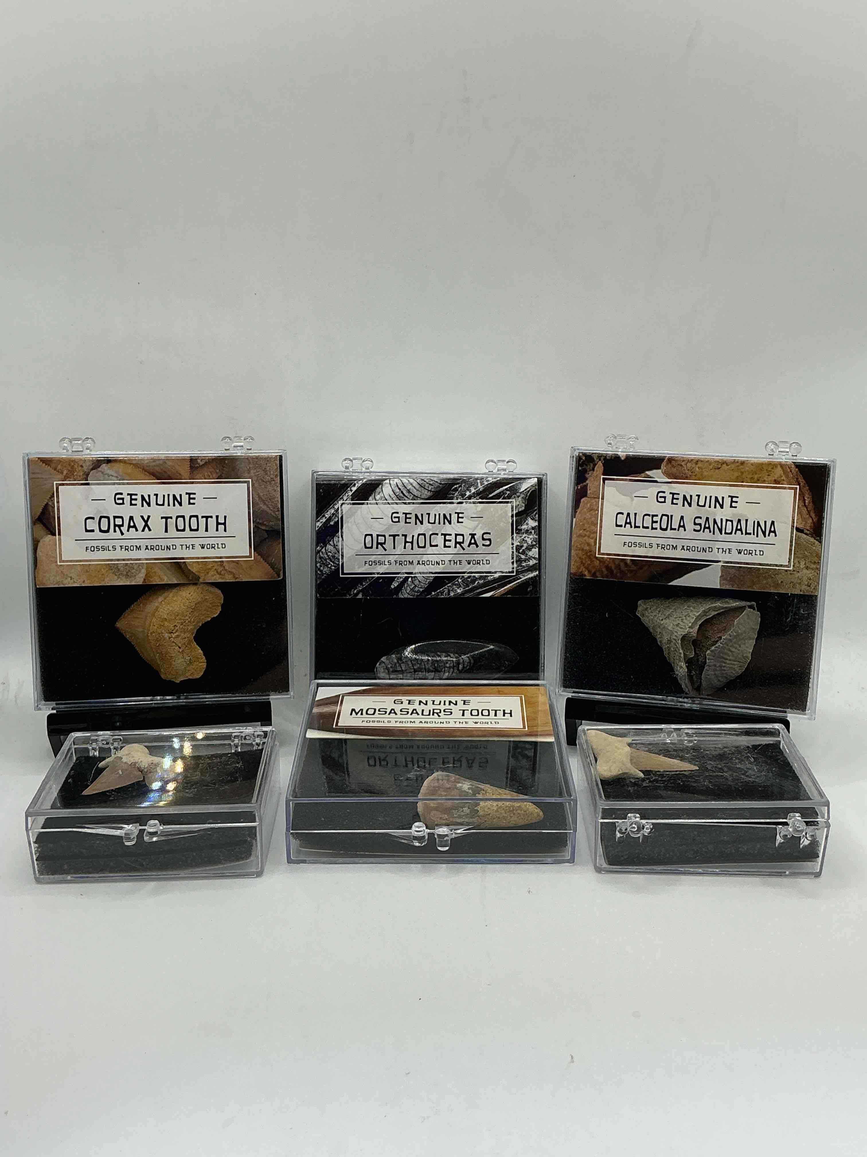 Condition photo showing Good Condition for fossil mania! genuine fossils in display cases spanning millions of years! cases have great info placard on back! a great variety of authentic fossils including mosasaurs tooth, million year old shark teeth & so much more! your chance to own genuine artifacts from millions of years ago!