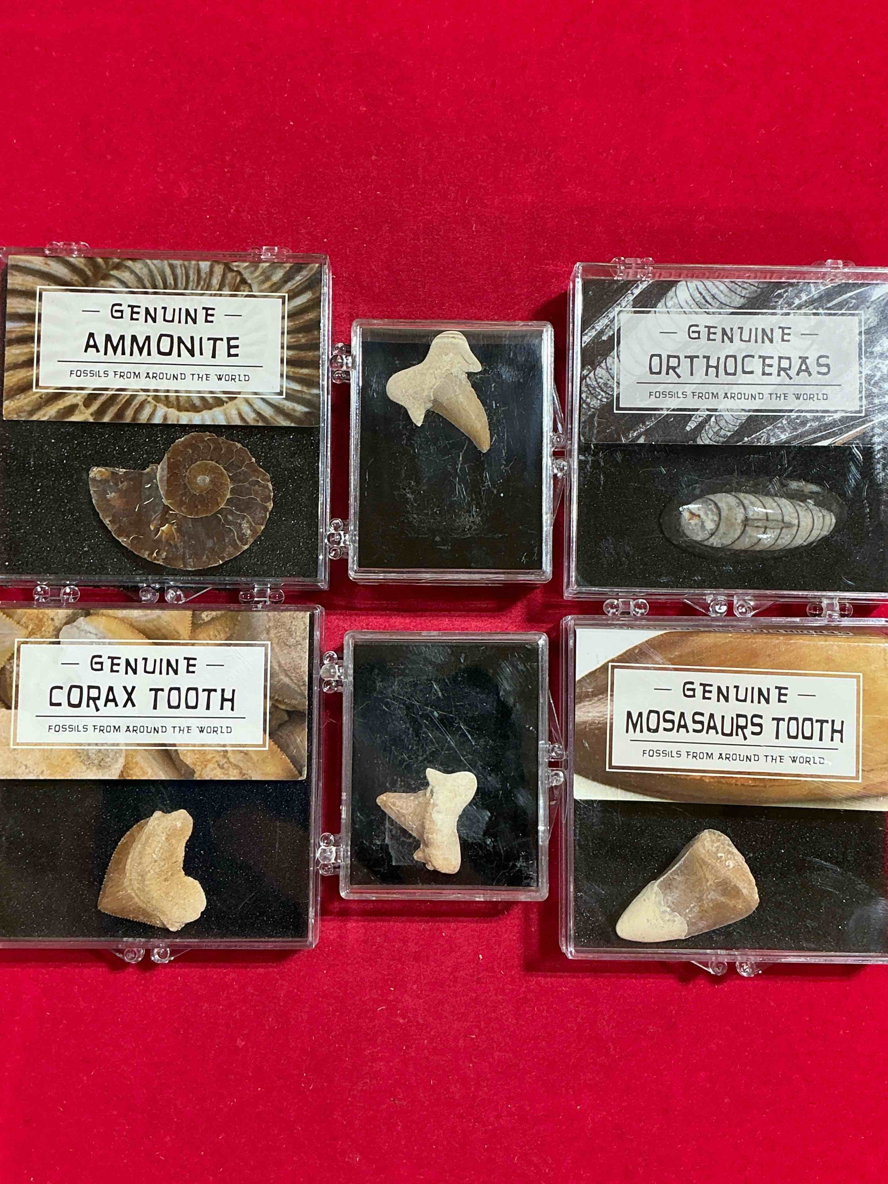 fossil mania! genuine fossils in display cases spanning millions of years! cases have great info placard on back! a great variety of authentic fossils including mosasaurs tooth, million year old shark teeth & so much more! your chance to own genuine artifacts from millions of years ago!