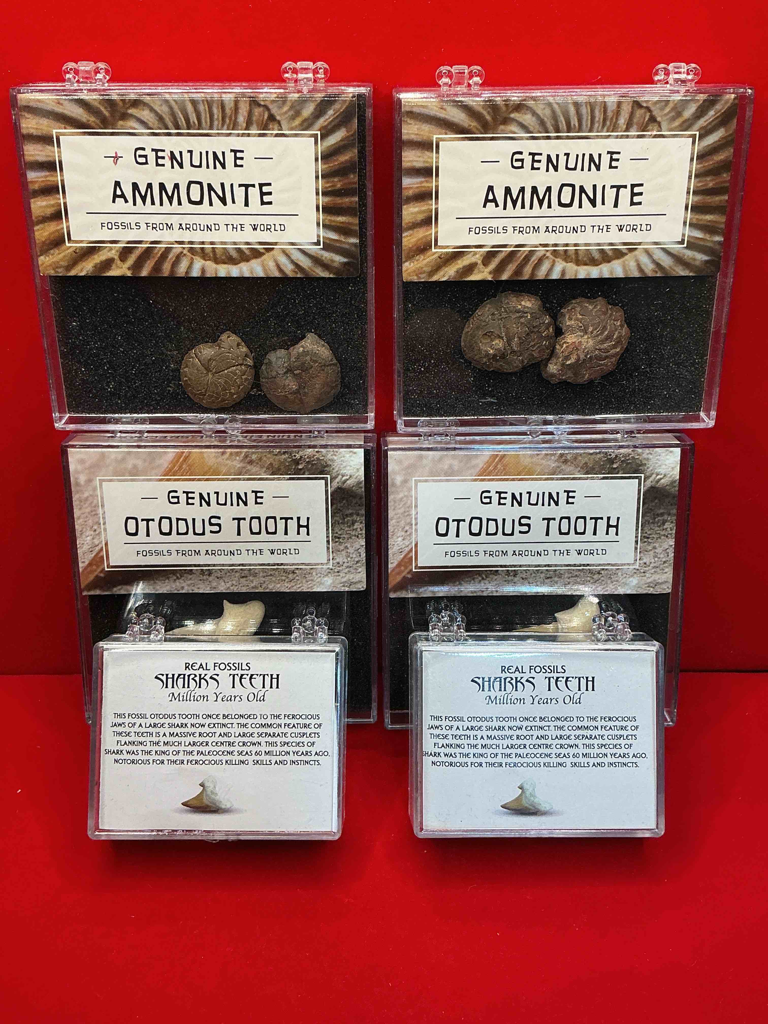 Condition photo showing Good Condition for fossil mania! genuine fossils in display cases spanning millions of years! cases have great info placard on back! a great variety of authentic fossils including otodus tooth, million year old shark teeth & so much more! your chance to own genuine artifacts from millions of years ago!