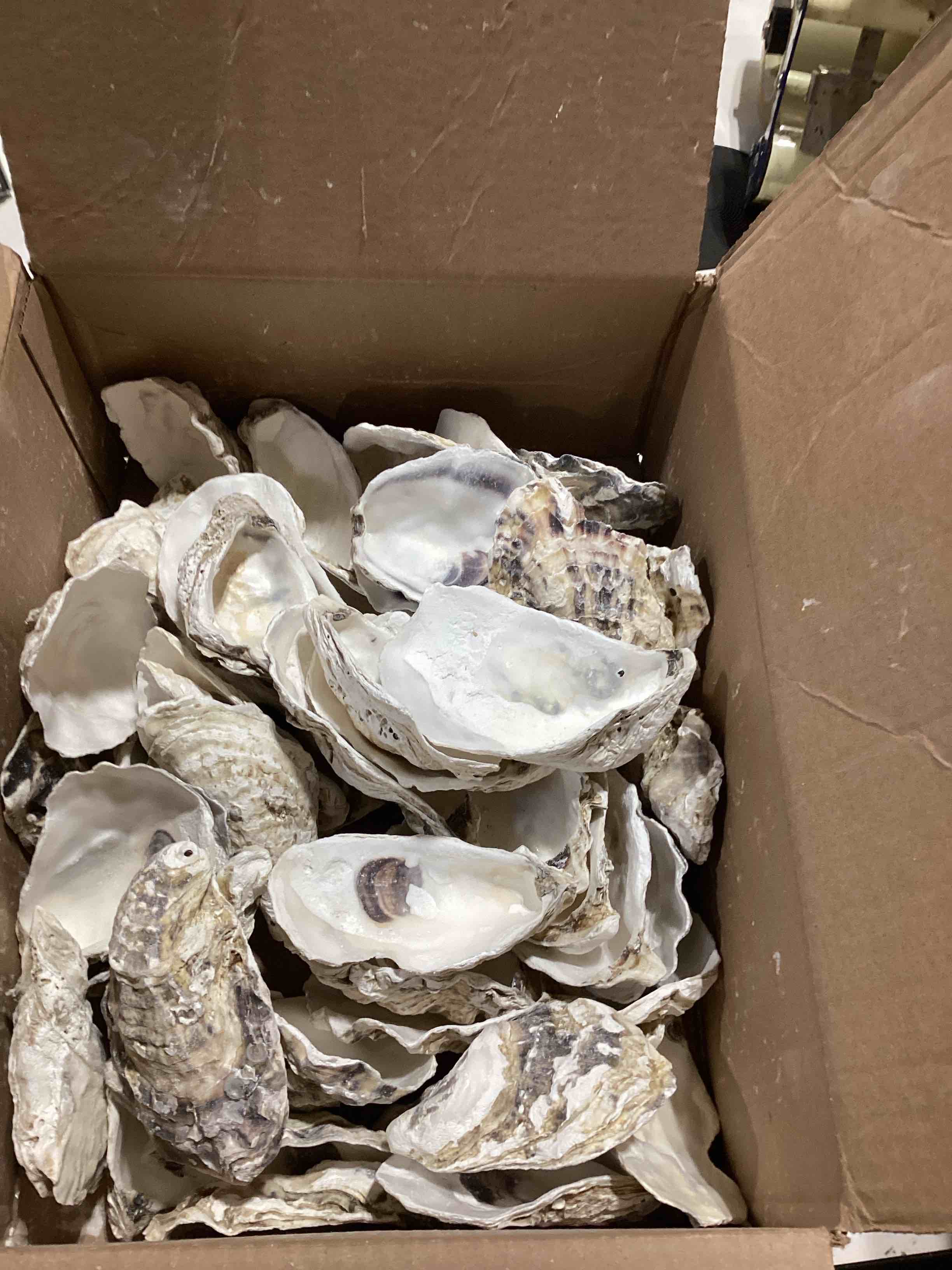 Condition photo showing As Is for homaisson 60 pcs oyster shells for crafts, large oyster shells for decor, natural north sea origin, 4~5 inches natural design, ideal for aquarium landscaping, crack-free surface