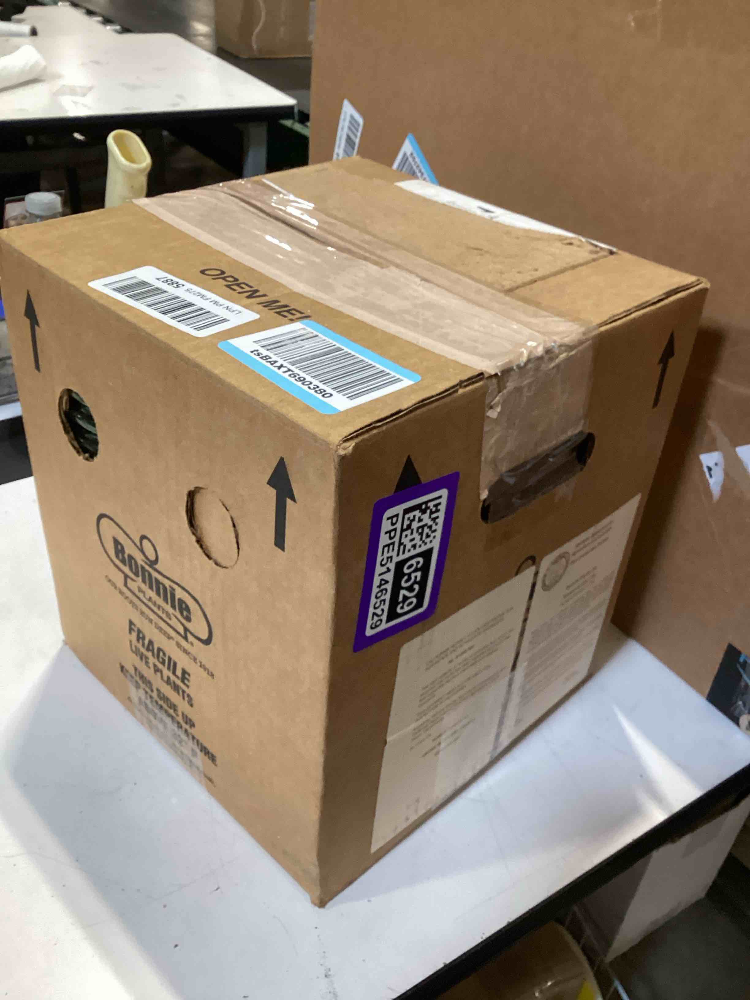 Condition photo showing Good Condition for bonnie plants thai basil, live plant, 19.3 oz., 4-pack