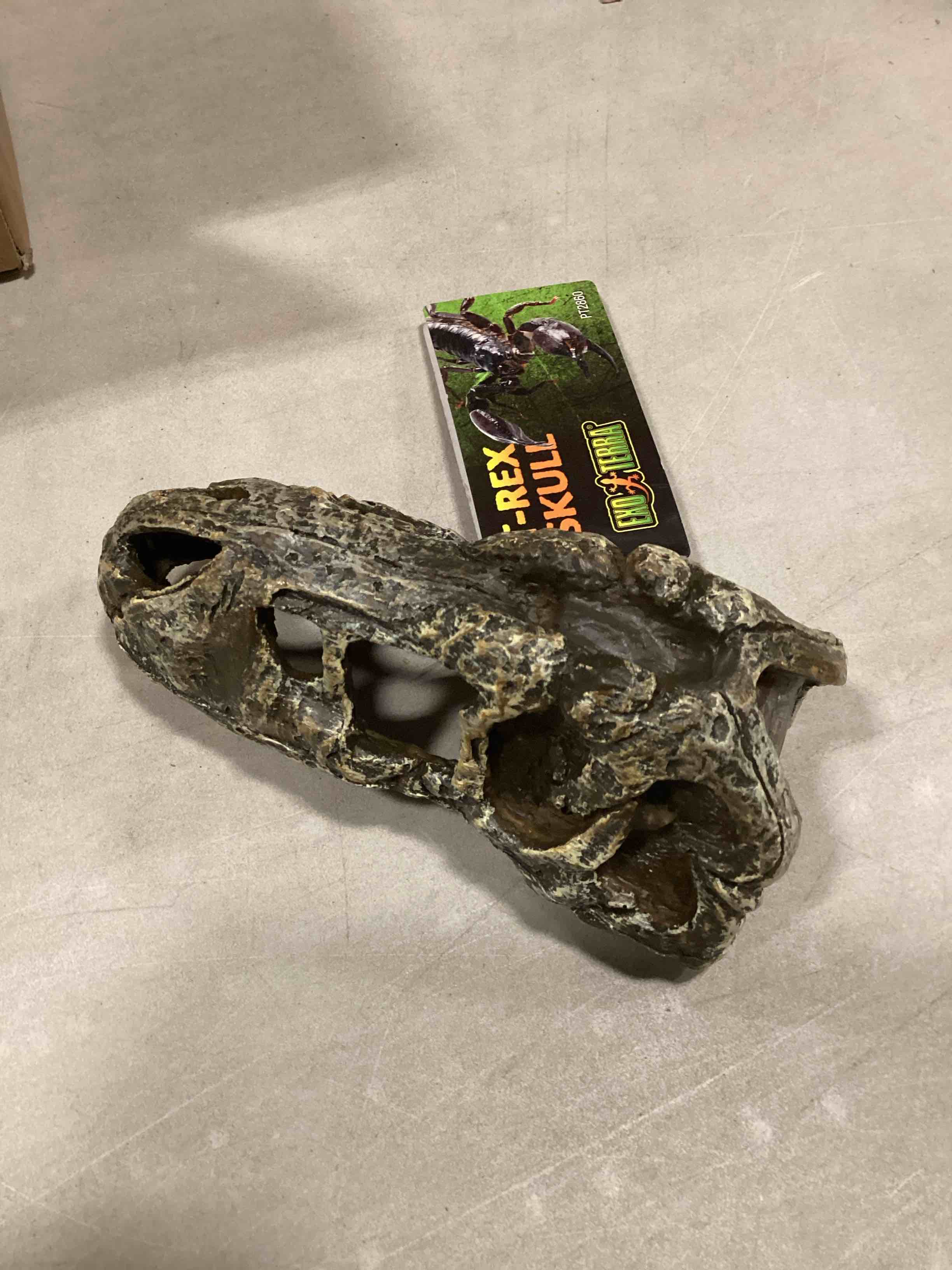 Condition photo showing New/Like New for Exo Terra T-Rex Skull (Small)