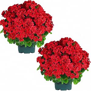 qianyun artificial geranium bush – 20 inch outdoor potted artificial plant for front porch, uv resistant faux flower bush for garden, yard & patio decor (2 pack)
