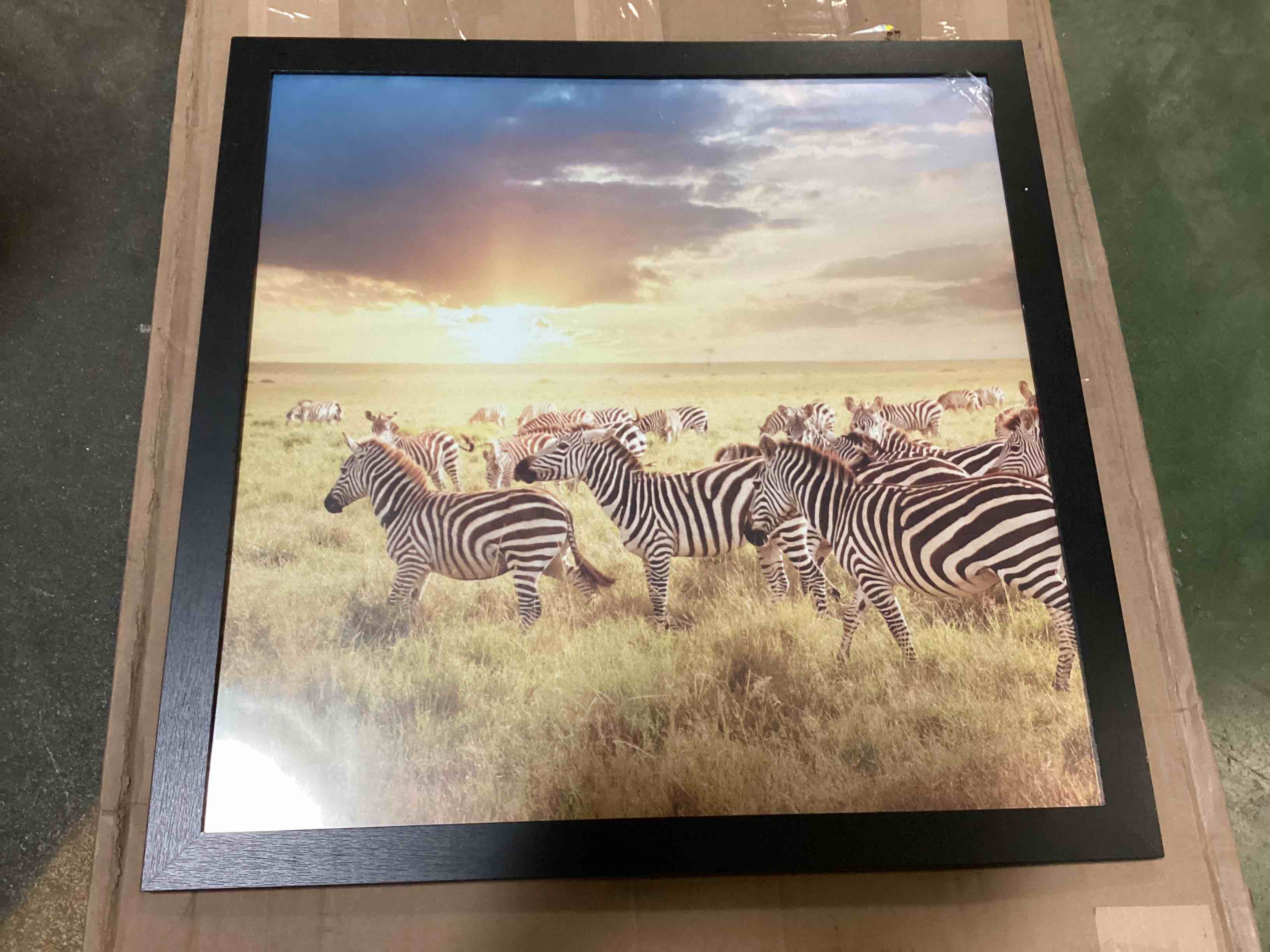 African Zebra Animal Wildlife Wall Picture Frame, 26.5 x 26.5