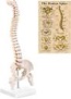 MIIRR Mini Spine Anatomy Model, Human Spine Model with Spinal Disc Pelvis Model Perfect for Learning and Teaching(1/2 Life Size)