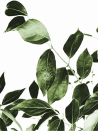 Tree Branch Leaves On Canvas Print 32” x 24” 