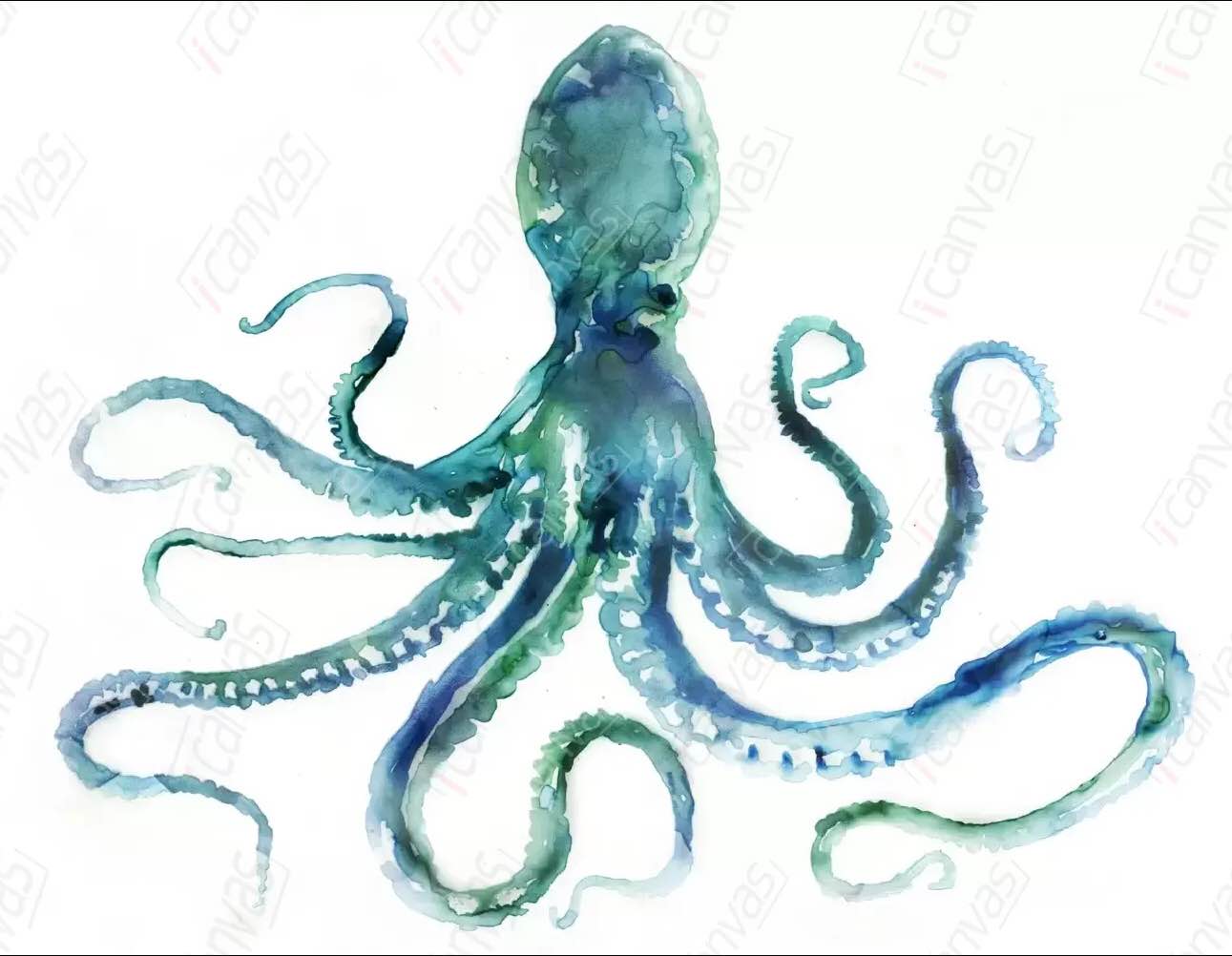 Octopus - Canvas Print