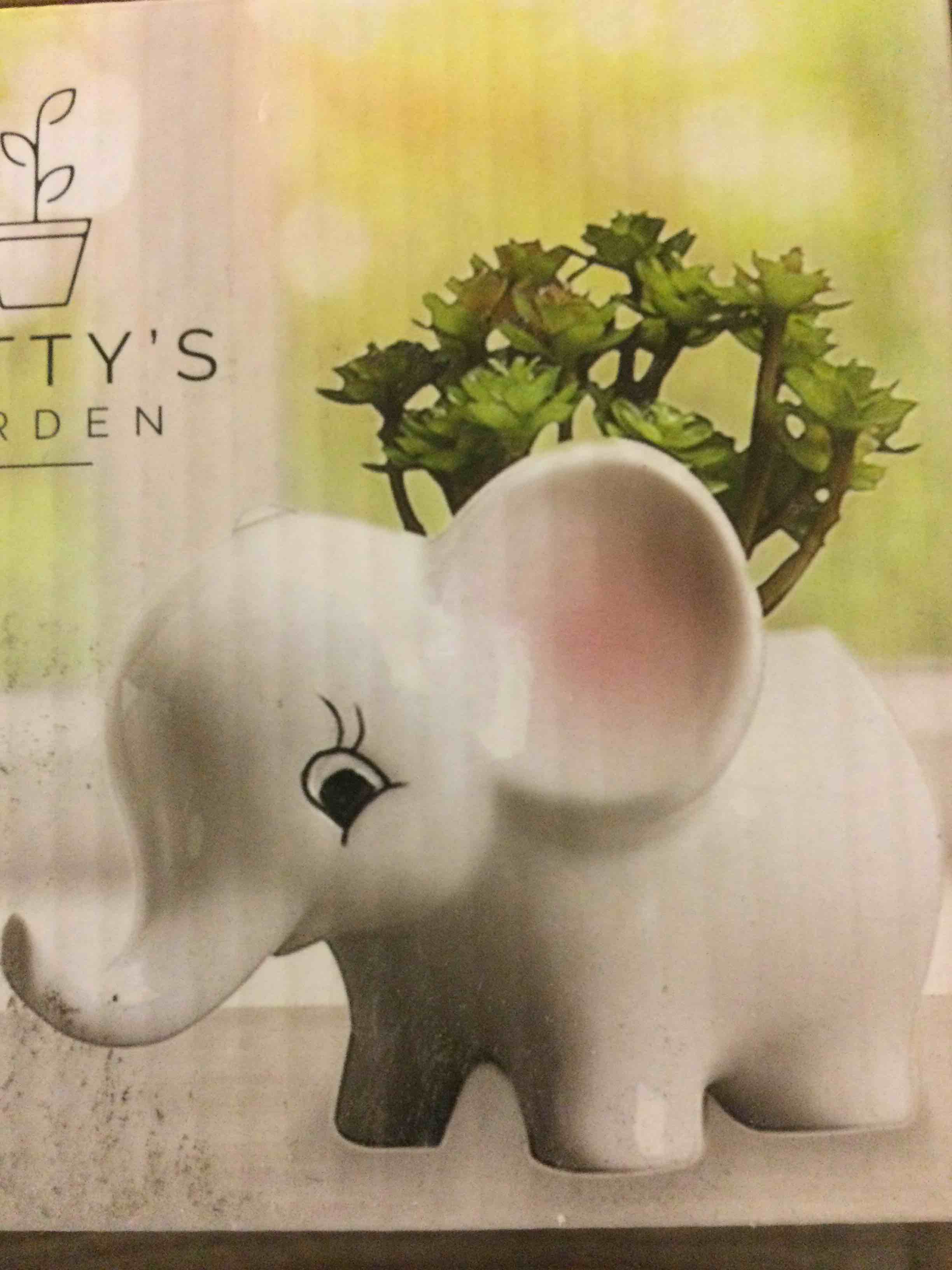 matty’s garden elephant succulent planter 