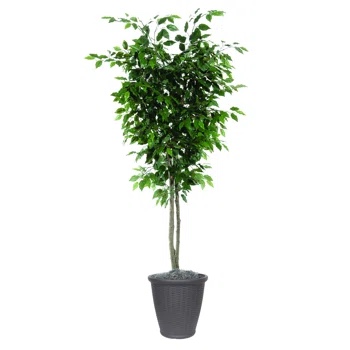 indoor tree in black pot