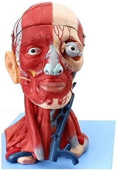 Brain Head Cranial Nerve Anatomy Model, Muscle Blood Vessel Model