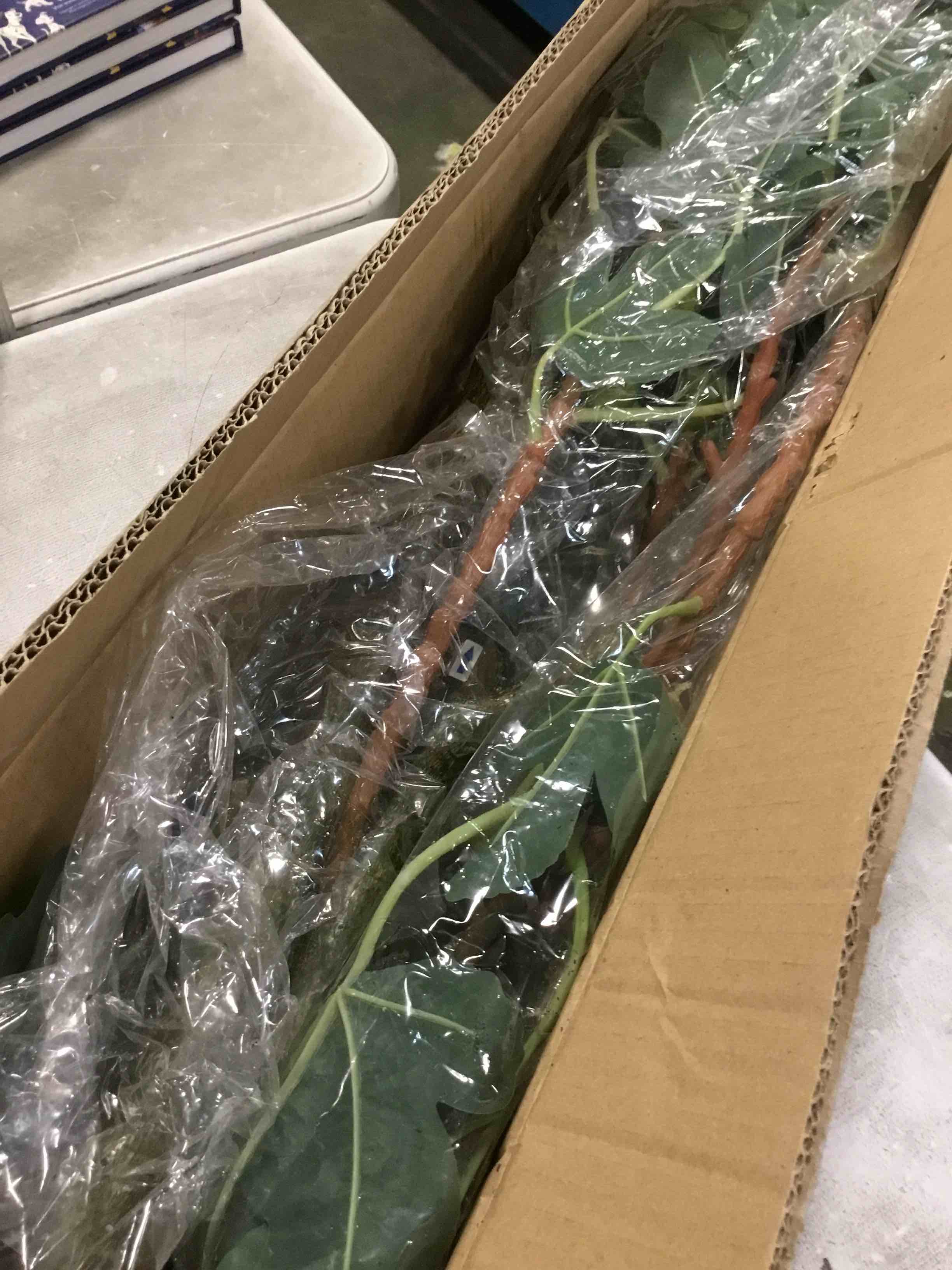 https://s3.amazonaws.com/lotting-images-prod/bidfta/RED6578218_1715257524262.jpeg