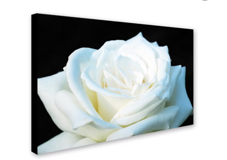 Kurt Shaffer 'White Rose II' Canvas Art