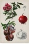Pomegranate Composition II by Naomi McCavitt - Wrapped Canvas Painting Size: 12" H x 8" W x 1.25" D