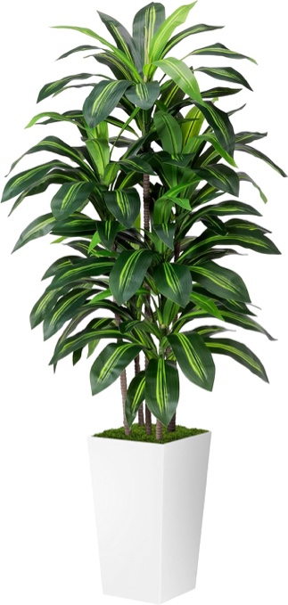 Dracaena Tree 6FT