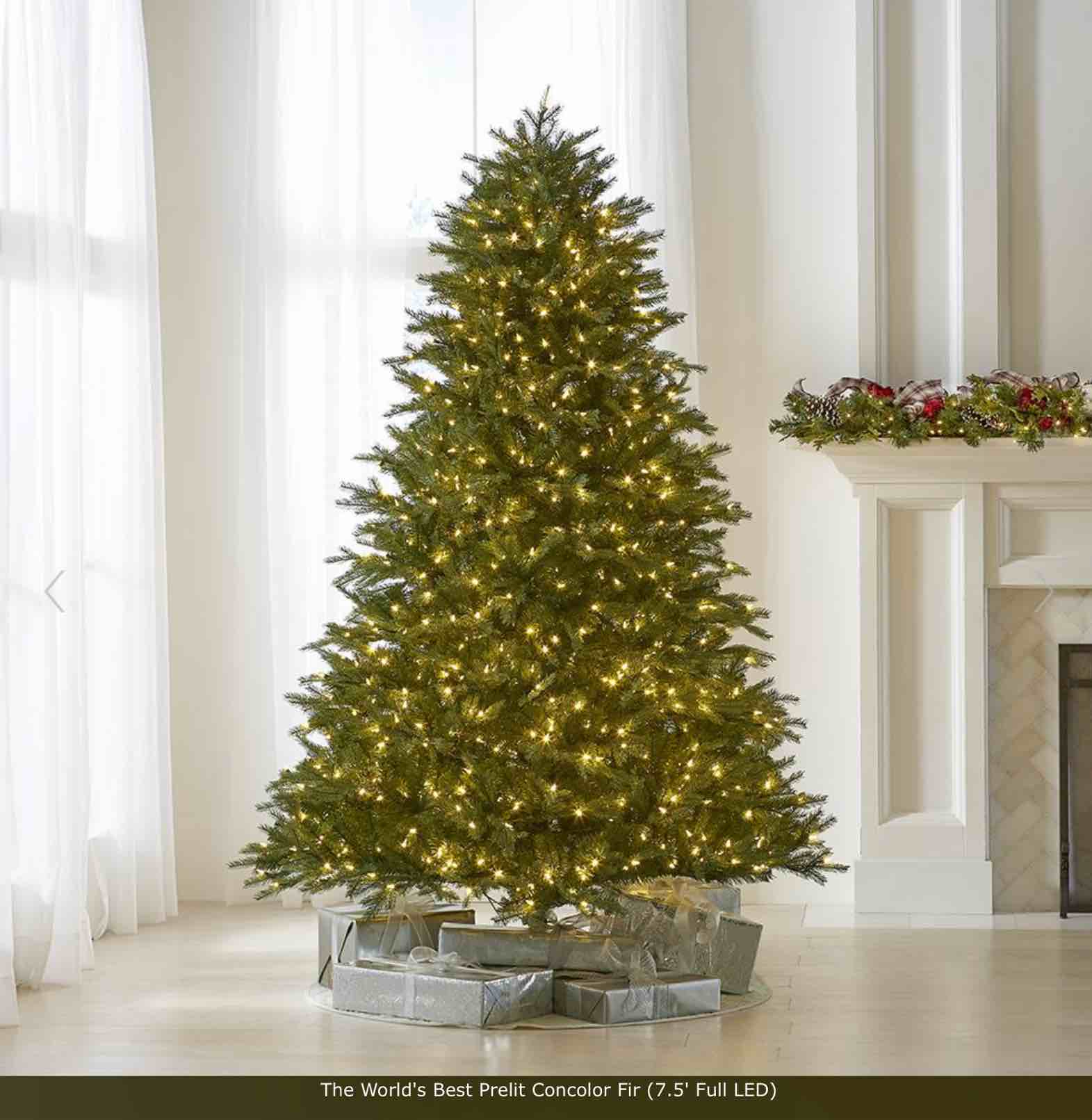 The World's Best Prelit Concolor Fir 7.5