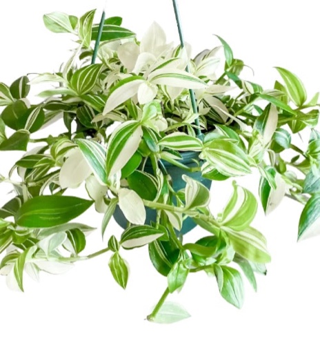 (SIMILAR)Tradescantia White variegated Plant 6Inches Flowering Inch Spiderwort Wandering Jew Plant Hanging Foliage Live Plant Ht7 Best