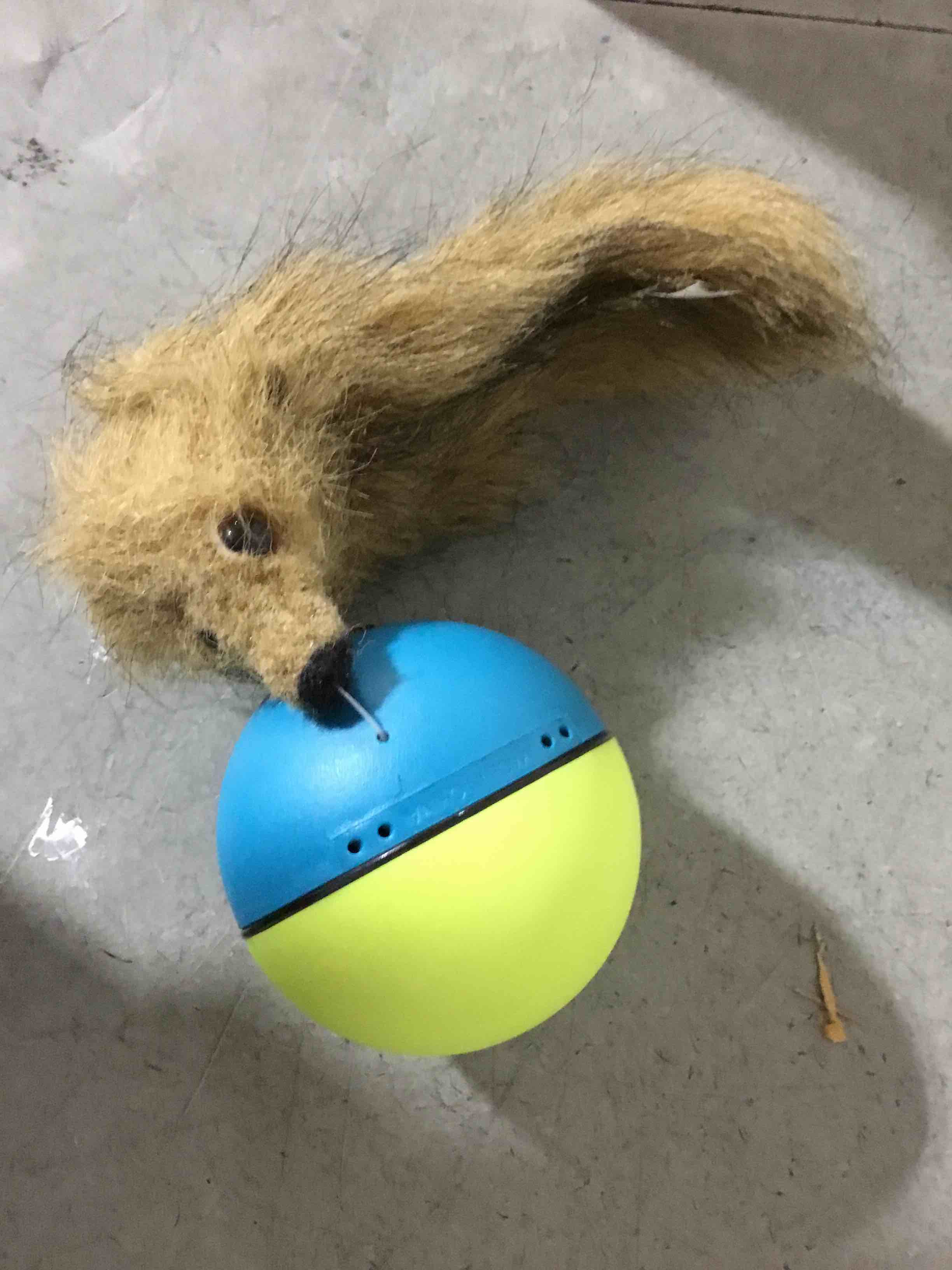 Condition photo showing As Is for (WONT WORK) Weazel Ball Motorized Ball Pet Toy