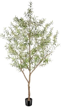  9 ft olive tree 20 R3GL0011