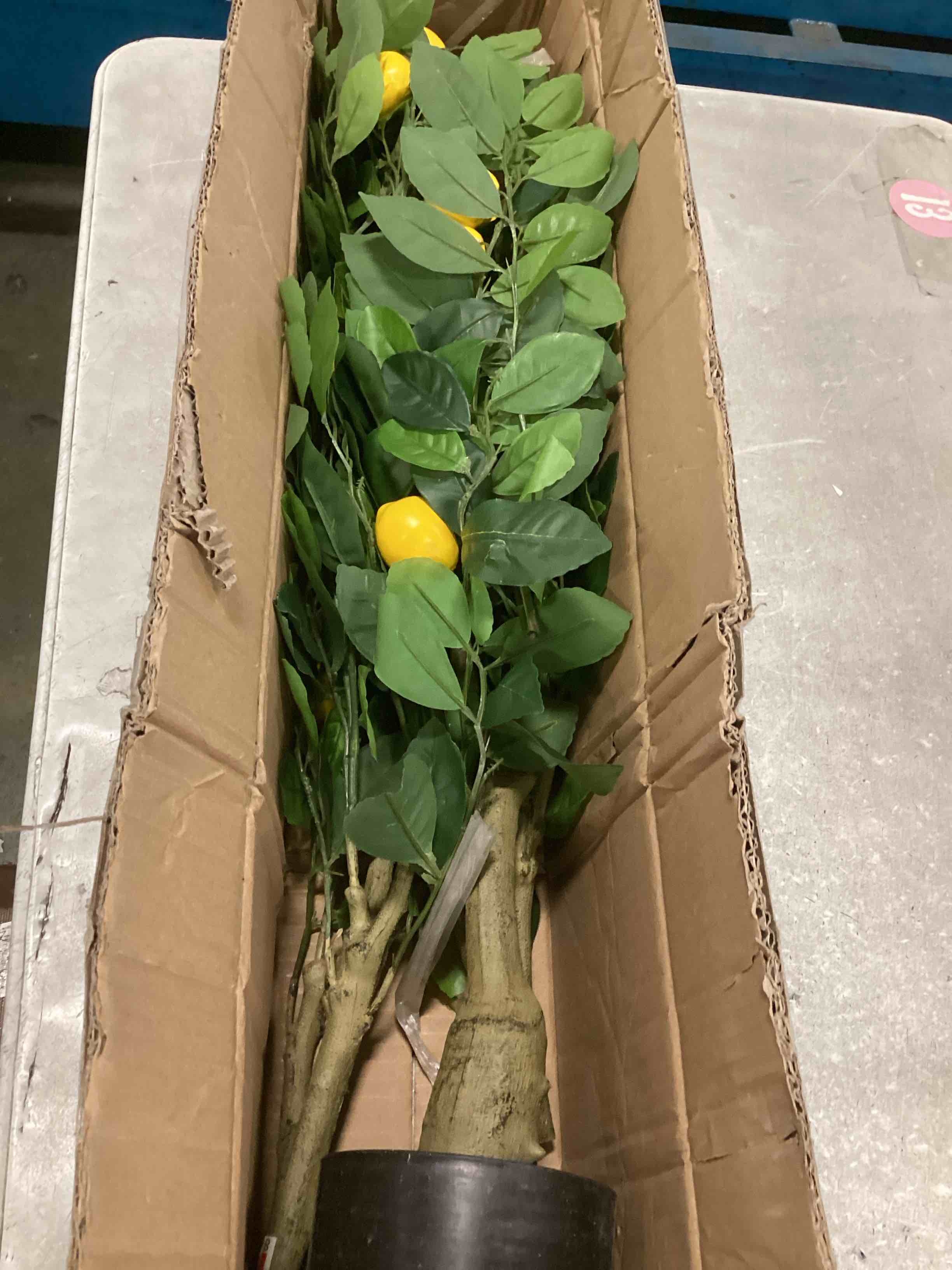 https://s3.amazonaws.com/lotting-images-prod/bidfta/TEA2262039_1745602278353.jpeg