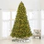 Molded from a live Abies procera, this is the world's most realistic Noble Fir, meticulously strung with the best LED lights... Read More 7.5