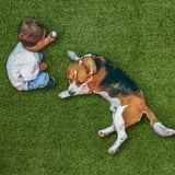  Select Surfaces Evergreen Artificial Grass Roll, ( Unknown size) 