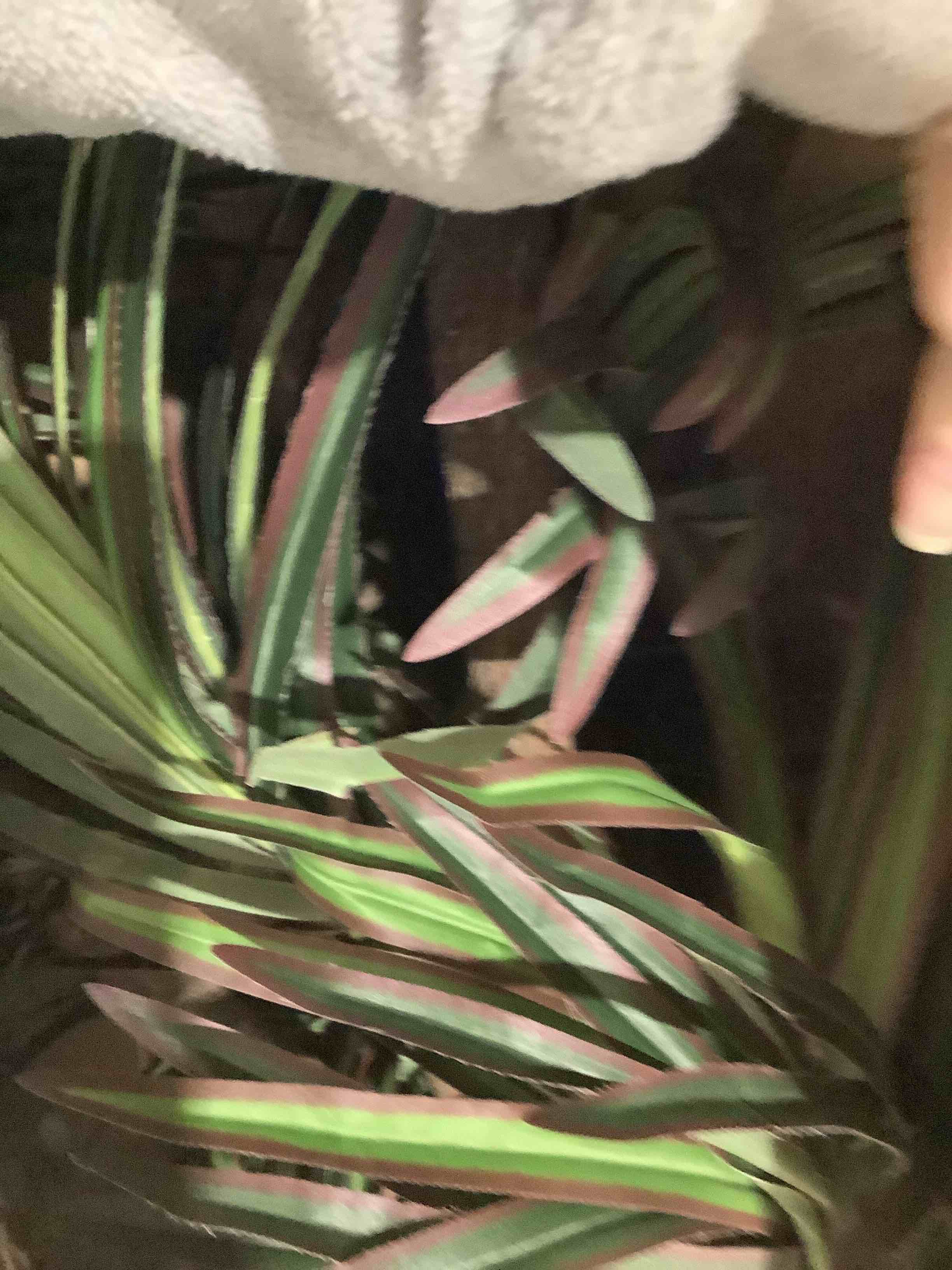Condition photo showing Good Condition for 7' DRACAENA tree in black nursery pot