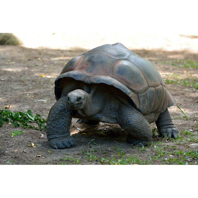 Giant Tortoise " By Bay Isle Home™