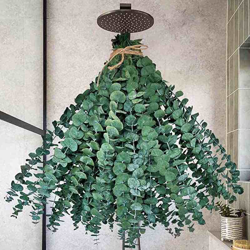 Preserved Eucalyptus 