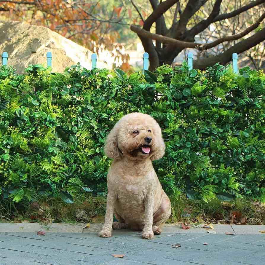 ULAND 12Pcs 20 x 20 Inches Artificial Boxwood Hedge Panels, Grass Privacy Greenery Fence Wall Panels Cover Backdrop(A047-12)