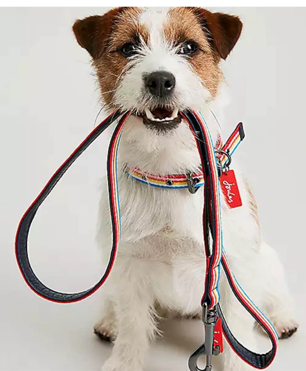 Assorted PetCollars, Leashes and Harnesses