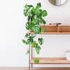 36 in. Artificial Split Leaf Philodendron Monstera Leaf Vine Hanging Plant Greenery Foliage Bush