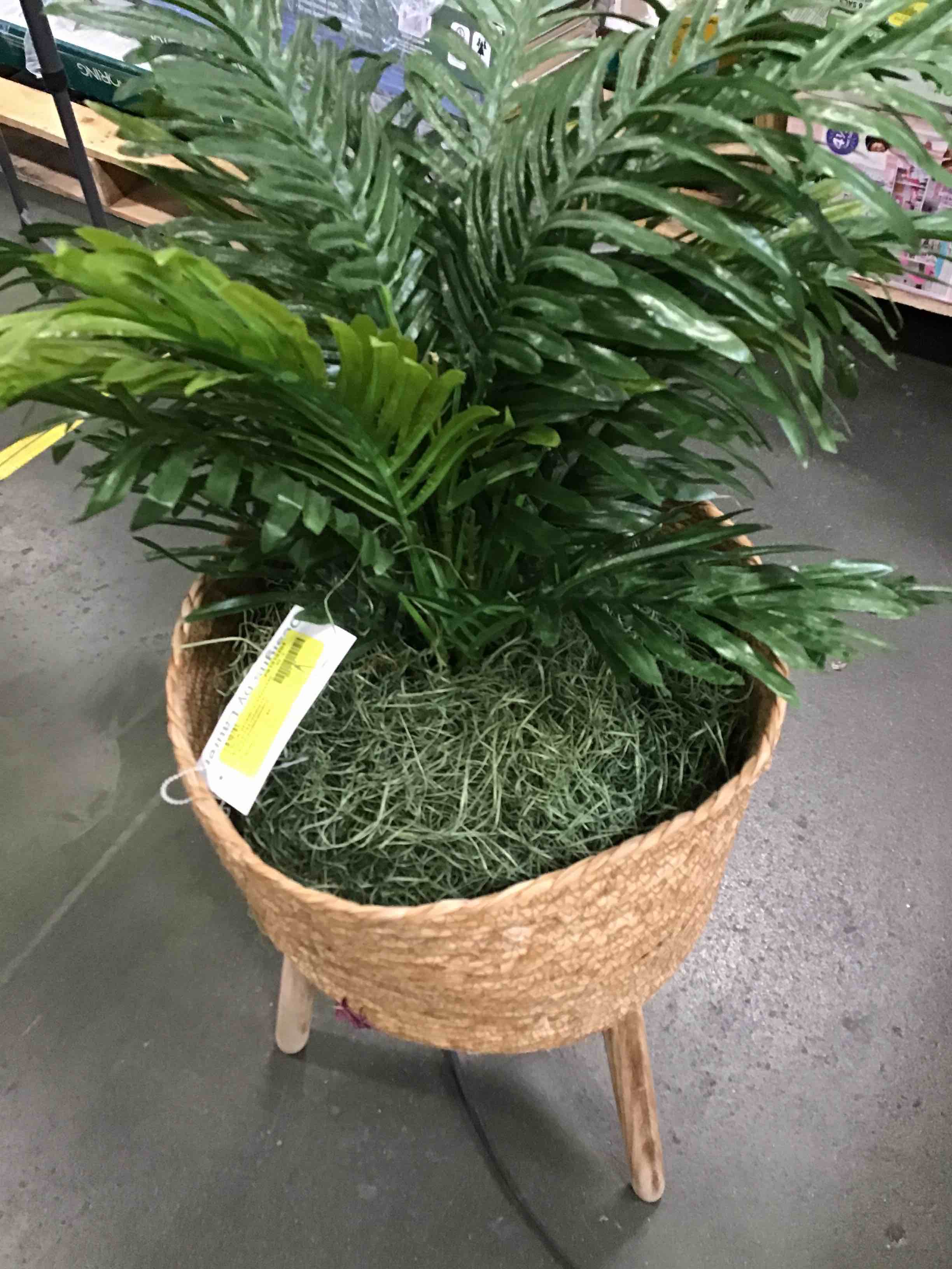  Artificial Plants  TriPod Stands