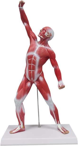 advanced human muscle anatomy model