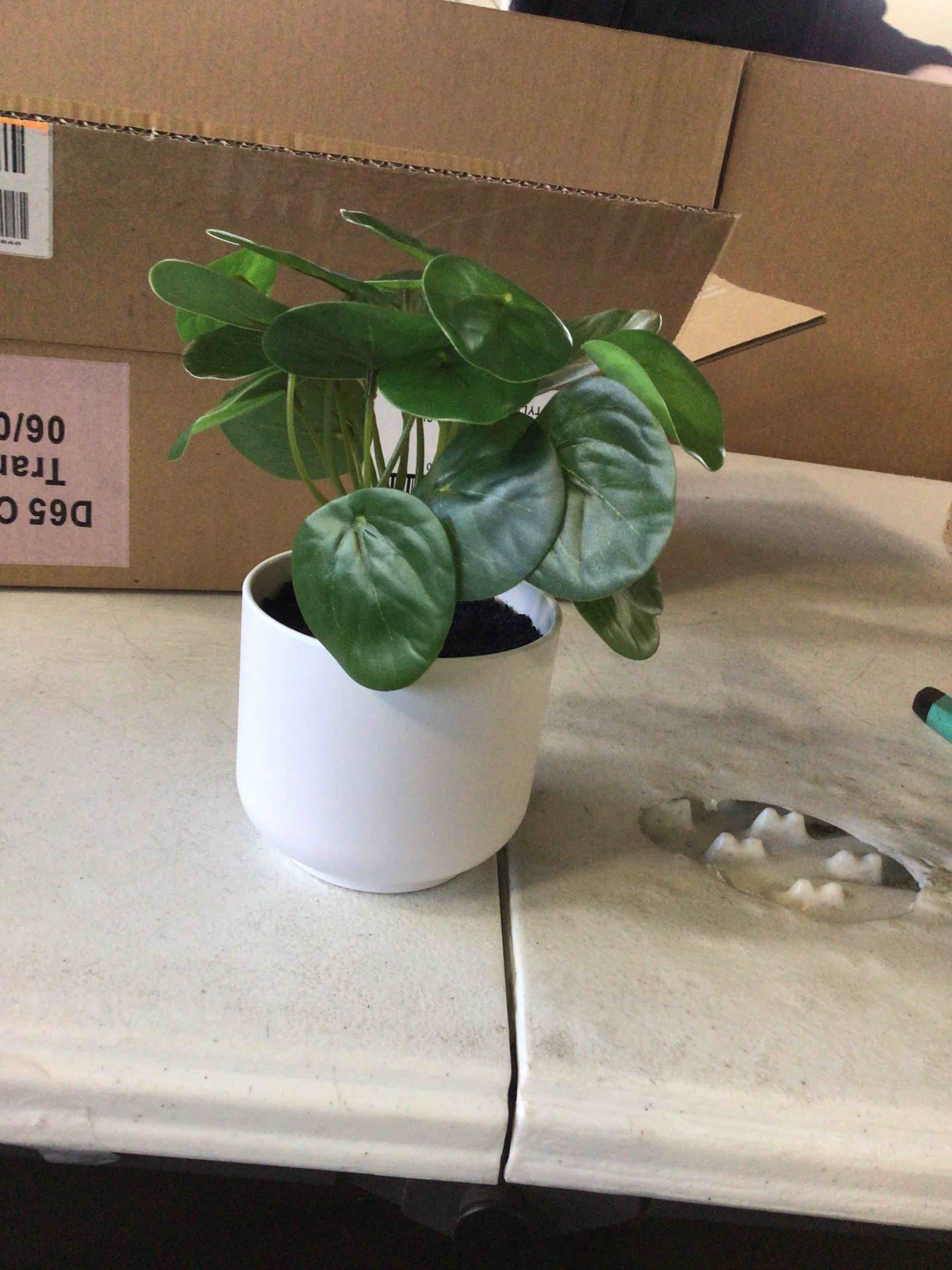 Pilea Artificial Plant in White Pot - Threshold™