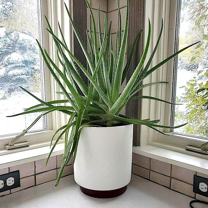 Fox Fern Large 10 Inch Plant Pot with Hidden Saucer - Premium Lightweight Fiberstone Matte White Self Watering Planter; Large Outdoor & Indoor Plant Pot; 10 Inch Pots for Plants; Floor Planter