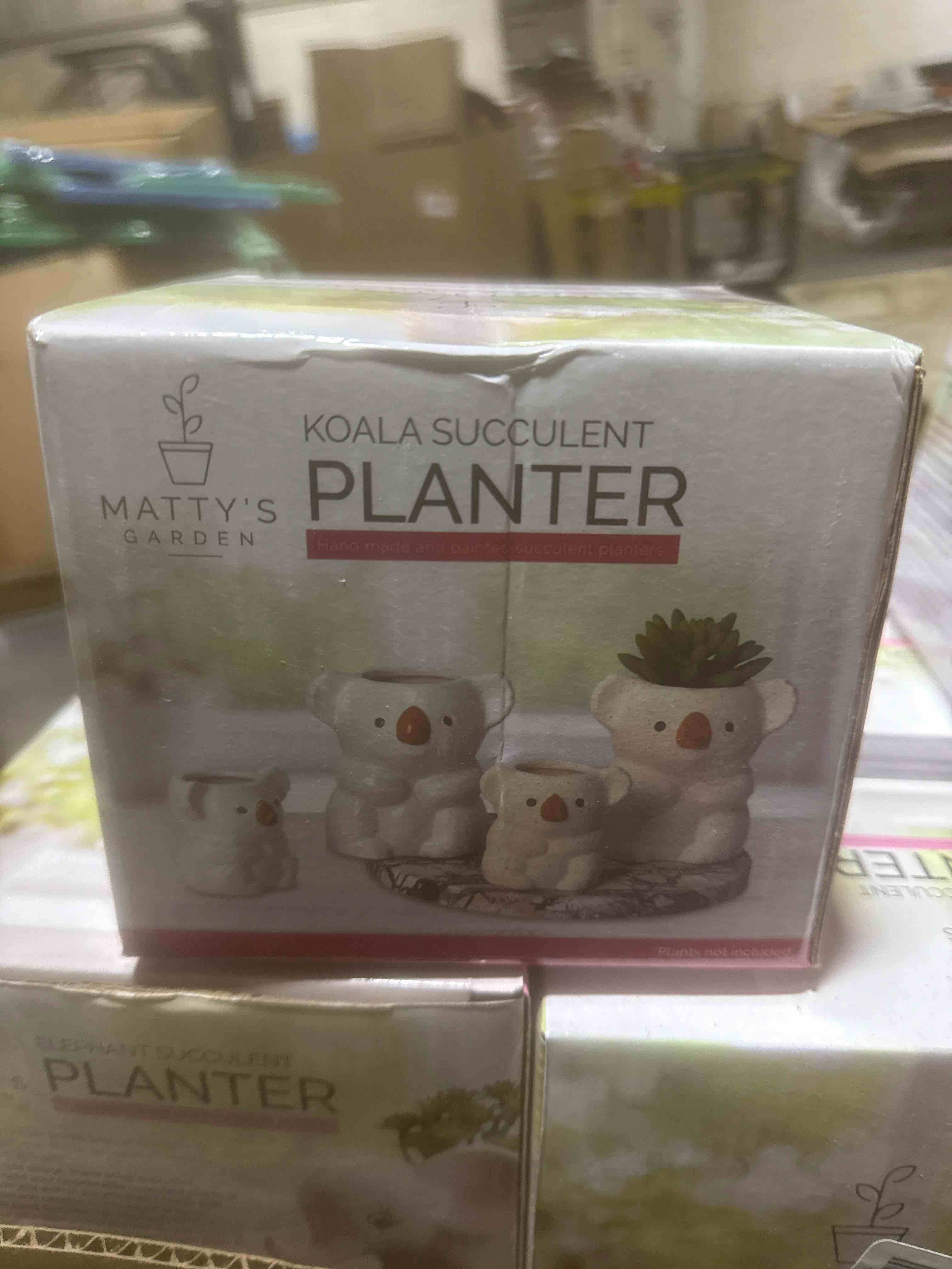 matty’s garden koala succulent planter