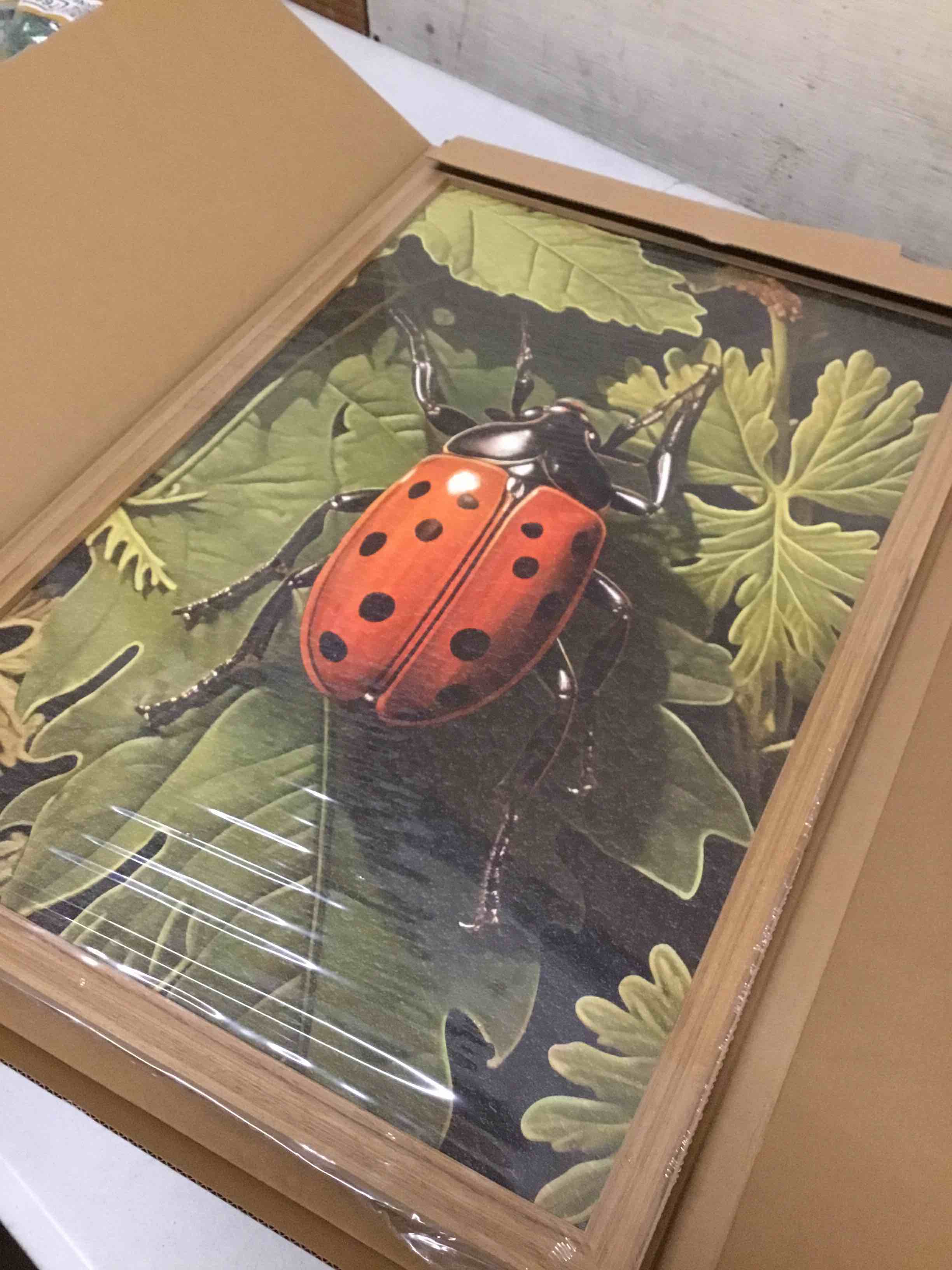 Condition photo showing New/Like New for samhou framed vintage beetle wall art, 3d textured hand drawn sandstone drawn bug artwork, nature botanical wall decor painting, rustic woodland cottagecore oil paintings 16''x24'' colorful beetle framed 24"l x 16"w