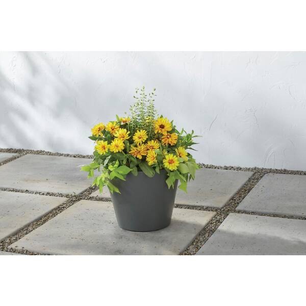 Vigoro 11.8 in. x 11.8 in. D x 9.4 in. H Davina Medium Nero Gray Resin Pot (set of 2)