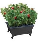 City pickers self watering raised bed grow box 24”x 19”x 10”