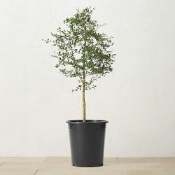 Alder & Oak Australian Finger Limes Tree, 36"