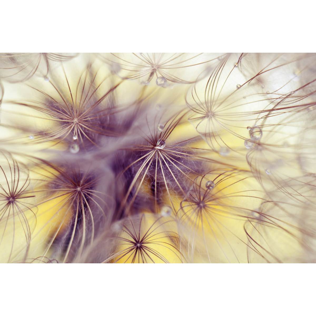 " Beauty Dandelion “
