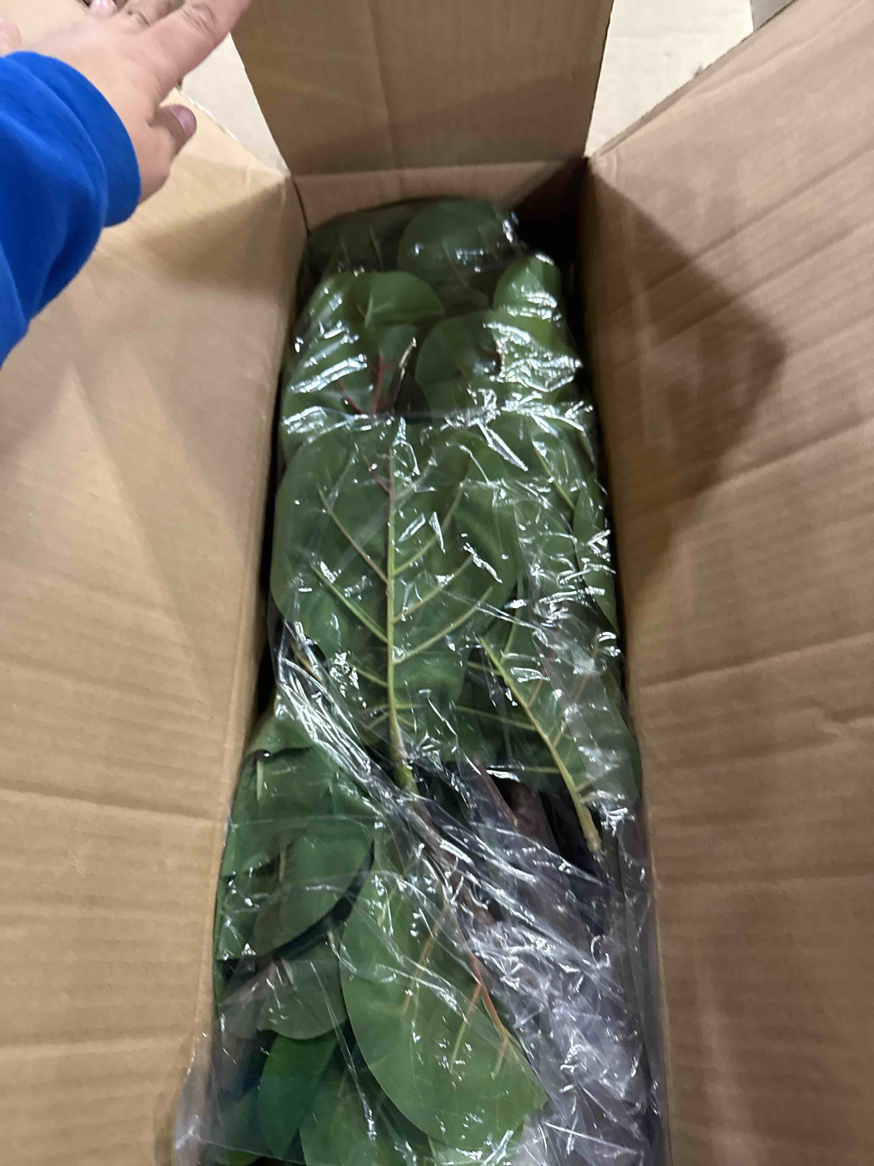 Condition photo showing New/Like New for 5FT Artificial Fiddle Leaf Fig Tree with White Planter & Fake Moss, Realistic Faux Ficus Lyrata Floor Plant for Indoor Home Office Decor, Housewarming Gift